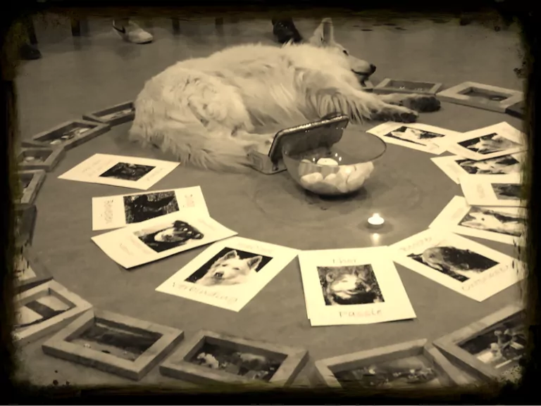 Opstellingsdag Shamanic driven ondersteund door honden